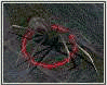araigne sabre (ma prfre)